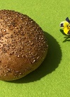 Roggen