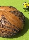 Mohnbrötchen