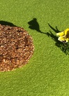 BIO-Roggen